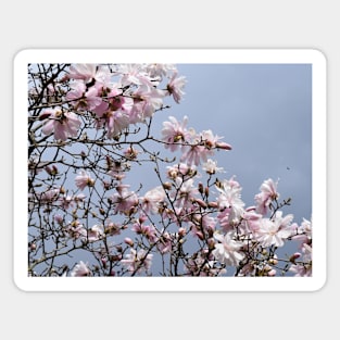 Spring Time Pink Blossoms Photography Magnet